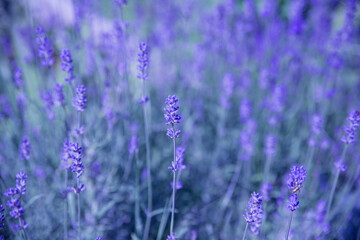 Blossoming blue lavender as a background texture. Soft selective focus.
