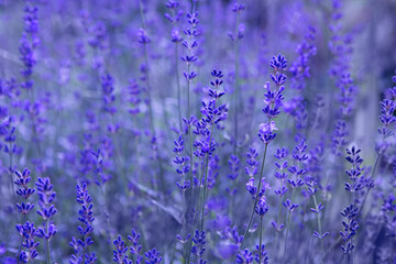 Blossoming blue lavender as a background texture. Soft selective focus.