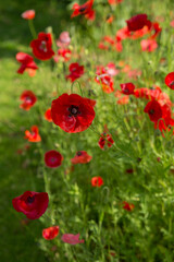 Fototapeta premium Blossoming red poppies watercolor photo. Soft selective focus.