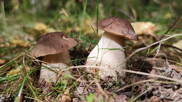 two birch bolete in grass