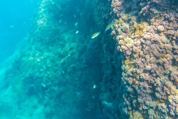 Beautiful seabed on the beach of Charco Verde on the island of La Palma in summer. Canary islands spain