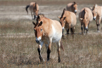 wild horses