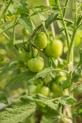 Green tomatoes on the bushes ripen in the sun