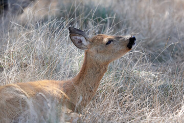 young deer in the wild