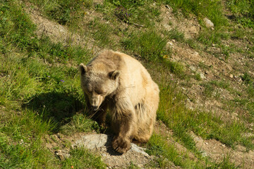 Der Braunbär