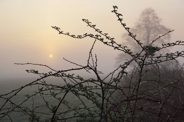 April in the landscape park, spring dawn, dew drops on the bush