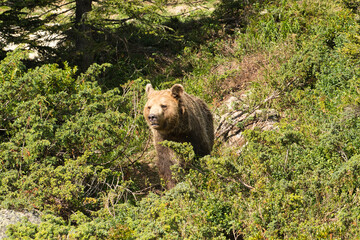 Der Braunbär