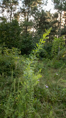 The Western Sword, which can be easily grown, has beautiful lush blade-shaped leaves.