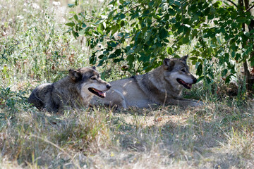 Fototapeta premium gray wolf canis lupus