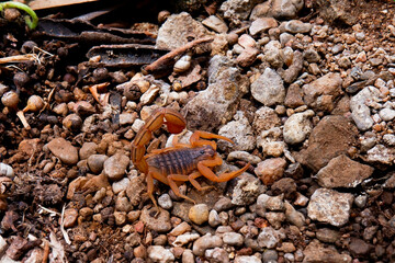 closeup view of scorpion isolated on surface