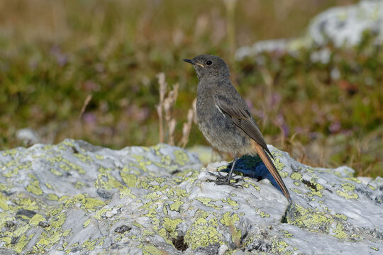 Female Black Redstart (Phoenicurus ochruros) resting on a reck
