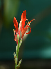 Obraz premium Sunlight reflected on a red flower closeup photo .