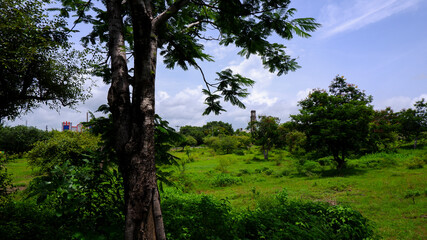 Fototapeta premium closeup view of green landscape