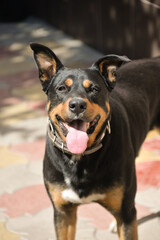 happy facial expressions of the dog's face, running around the yard on a summer day
