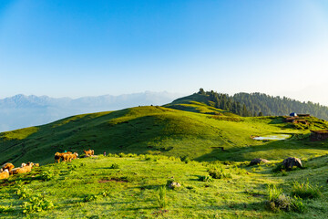 lush green mountain line and meadows landscape from the top hill with clear blue sky and forest 