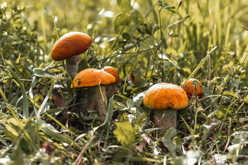 five mushrooms grow side by side in the green grass, the sun is shining