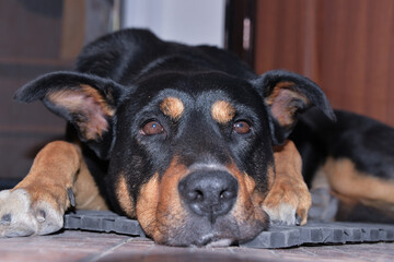 the dog lies and dozes at the open door, but at the same time guards the entrance to the house from intruders