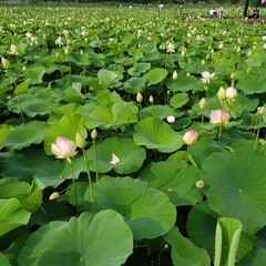water lilies in the pond