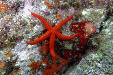 Mediterranean red sea star (Echinaster sepositus)