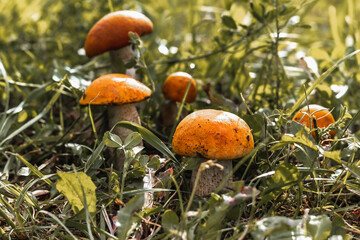 five mushrooms grow side by side in the green grass, the sun is shining