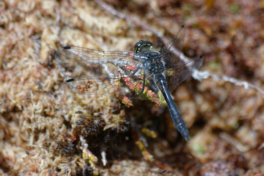 Danaë Bilder Durchsuchen 212 Archivfotos, und Videos