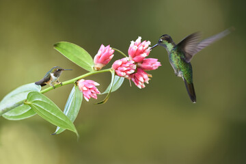 Talamanca hummingbird is flying feeding nectar from pink flower
