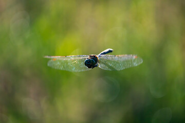 dragonfly on a green leaf