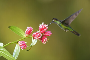 Talamanca hummingbird is flying feeding nectar from pink flower