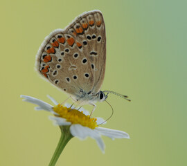 The common  butterfly Polyommatus icarus  in the early morning sits  on a daisy flower