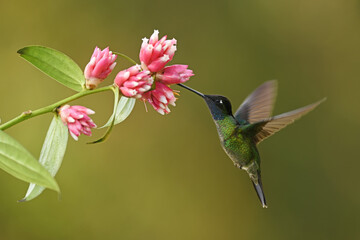Talamanca hummingbird is flying feeding nectar from pink flower