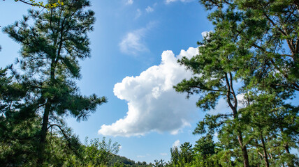 There are nice pine trees under the blue sky
