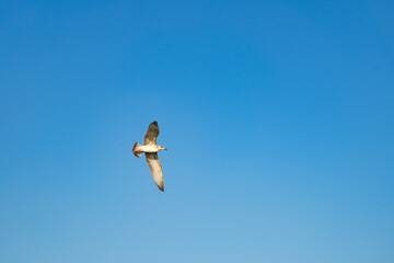 Seagull flies in blue cloudless summer sky