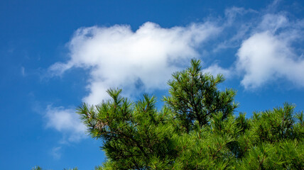 Obraz premium There are nice pine trees under the blue sky