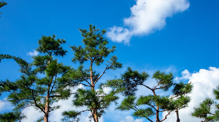 There are nice pine trees under the blue sky