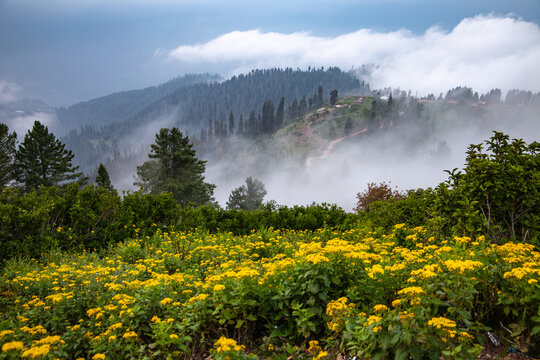 landscape with flowers cloudy day mountains and trees - siri paye medows 