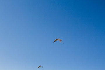 seagull soars in the sky above the sea