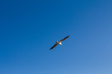 seagull soars in the sky above the sea