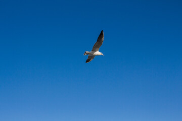 seagull soars in the sky above the sea