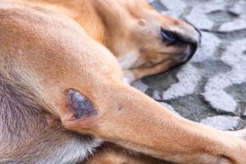 Wounds on the legs of brown dog