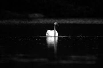 black swan on the water