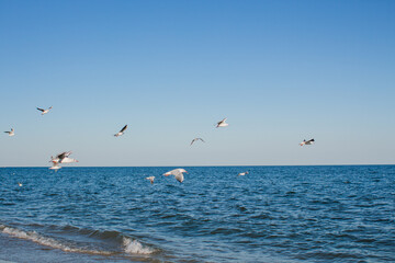 seagull soars in the sky above the sea