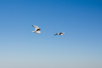 seagull soars in the sky above the sea