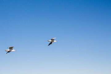 seagull soars in the sky above the sea