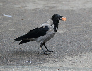 A crow with a piece of sausage in its beak is sitting on the asphalt