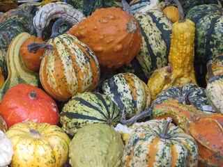 Diverse assortment of pumpkins at market place . Autumn harvest
