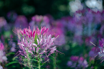 
Pink flowers in the park in the early morning as a scenic background