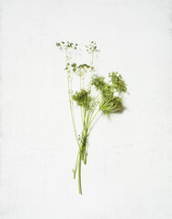 Parsley and carrot seeds on a white painted background