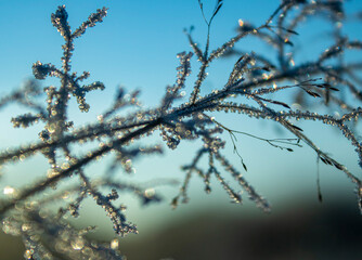 frost on branches