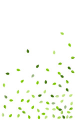 Olive Leaf Forest Vector Template. Motion Foliage 