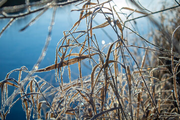 Obraz premium reed in the wind